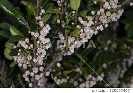 ハマヒサカキ 120965407