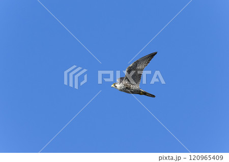 ハヤブサ 120965409