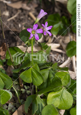 ムラサキカタバミ ムラサキカタバミ 120965419