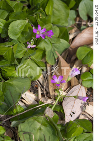 ムラサキカタバミ 120965420