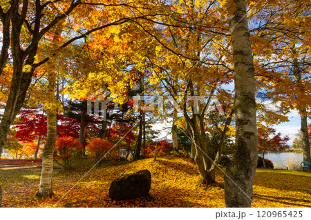 長野県茅野市北山 蓼科湖畔のもみじなどの紅葉と敷き紅葉のじゅうたん 長野県茅野市北山 蓼科湖畔のもみじなどの紅葉と敷き紅葉のじゅうたん 120965425