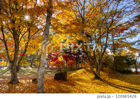 長野県茅野市北山　蓼科湖畔のもみじなどの紅葉と敷き紅葉のじゅうたん 120965426