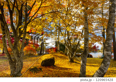 長野県茅野市北山 蓼科湖畔のもみじなどの紅葉と敷き紅葉のじゅうたん 長野県茅野市北山 蓼科湖畔のもみじなどの紅葉と敷き紅葉のじゅうたん 120965428