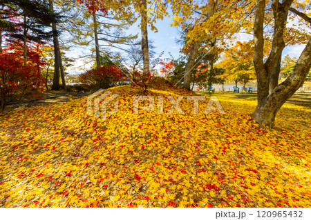 長野県茅野市北山 蓼科湖畔のもみじなどの紅葉と敷き紅葉のじゅうたん 長野県茅野市北山 蓼科湖畔のもみじなどの紅葉と敷き紅葉のじゅうたん 120965432