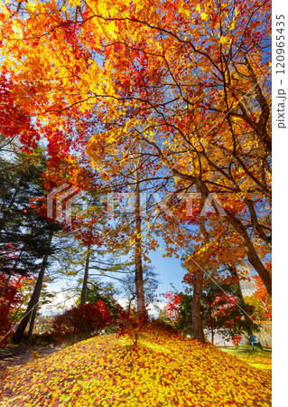 長野県茅野市北山 蓼科湖畔のもみじなどの紅葉と敷き紅葉のじゅうたん 長野県茅野市北山 蓼科湖畔のもみじなどの紅葉と敷き紅葉のじゅうたん 120965435