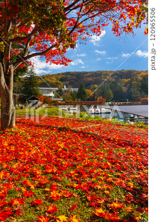 長野県茅野市北山　蓼科湖畔の赤いもみじと敷き紅葉 120965506