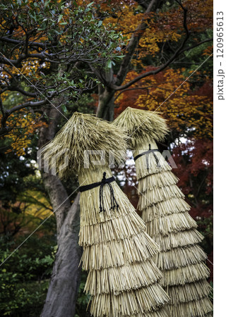 ソテツの冬支度 ソテツの冬支度 120965613