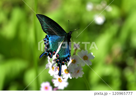 ミヤマカラスアゲハ　新鮮な雄がクリンソウに訪花 120965777