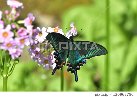 ミヤマカラスアゲハ 新鮮な雄がクリンソウに訪花 ミヤマカラスアゲハ 新鮮な雄がクリンソウに訪花 120965780