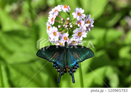 ミヤマカラスアゲハ 新鮮な雄がクリンソウに訪花 ミヤマカラスアゲハ 新鮮な雄がクリンソウに訪花 120965783