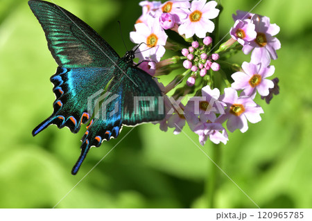 ミヤマカラスアゲハ 新鮮な雄がクリンソウに訪花 ミヤマカラスアゲハ 新鮮な雄がクリンソウに訪花 120965785