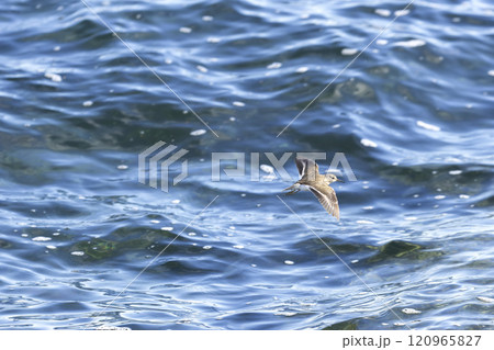 イソシギ 120965827