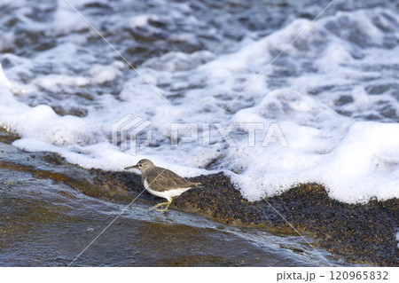 イソシギ イソシギ 120965832