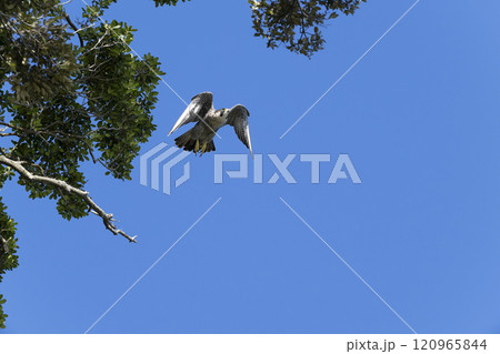 ハヤブサ 120965844