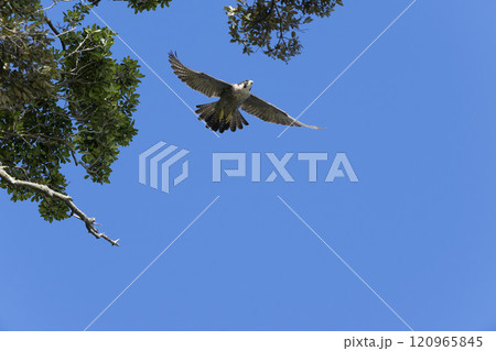 ハヤブサ ハヤブサ 120965845