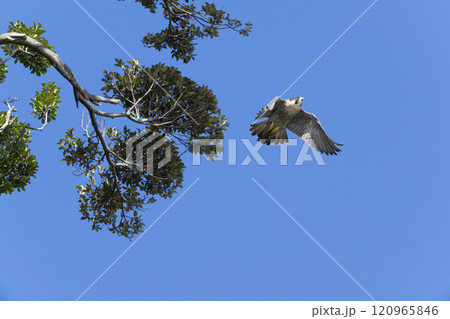 ハヤブサ 120965846