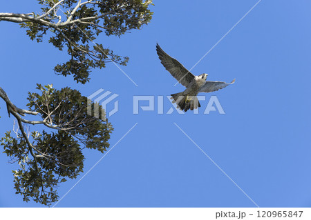 ハヤブサ ハヤブサ 120965847