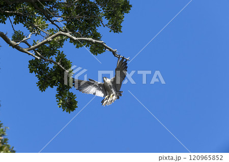 ハヤブサ 120965852