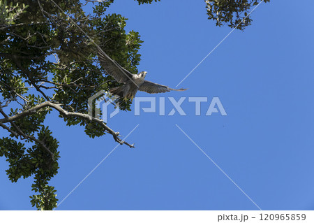 ハヤブサ 120965859