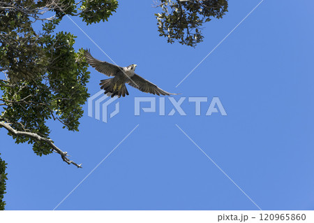 ハヤブサ ハヤブサ 120965860