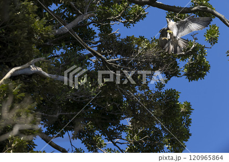 ハヤブサ 120965864