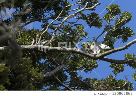 ハヤブサ ハヤブサ 120965865