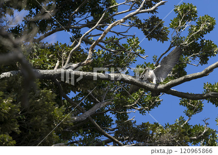 ハヤブサ ハヤブサ 120965866