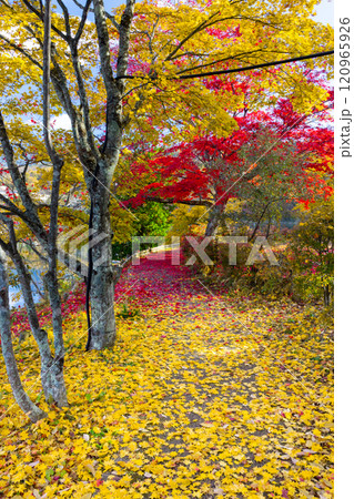 長野県茅野市北山 蓼科湖畔の周回遊歩道の赤や黄色のもみじと敷き紅葉のじゅうたん 長野県茅野市北山 蓼科湖畔の周回遊歩道の赤や黄色のもみじと敷き紅葉のじゅうたん 120965926