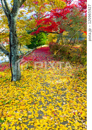 長野県茅野市北山 蓼科湖畔の周回遊歩道の赤や黄色のもみじと敷き紅葉のじゅうたん 長野県茅野市北山 蓼科湖畔の周回遊歩道の赤や黄色のもみじと敷き紅葉のじゅうたん 120965927