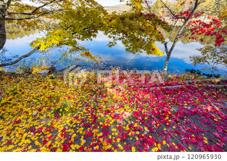 長野県茅野市北山　蓼科湖畔の周回遊歩道の赤や黄色のもみじと敷き紅葉のじゅうたん 120965930