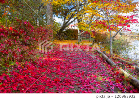 長野県茅野市北山　蓼科湖畔の周回遊歩道の赤や黄色のもみじと敷き紅葉のじゅうたん 120965932
