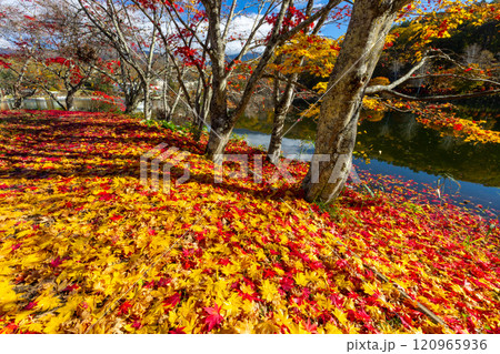 長野県茅野市北山 蓼科湖畔の周回遊歩道の赤や黄色のもみじと敷き紅葉のじゅうたん 長野県茅野市北山 蓼科湖畔の周回遊歩道の赤や黄色のもみじと敷き紅葉のじゅうたん 120965936