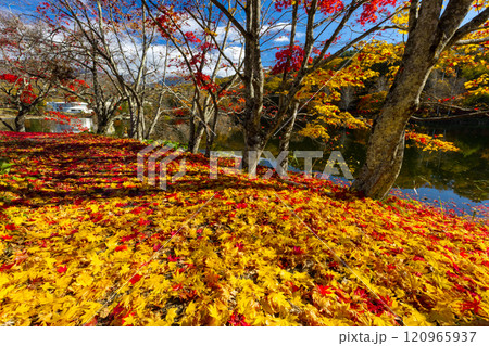 長野県茅野市北山 蓼科湖畔の周回遊歩道の赤や黄色のもみじと敷き紅葉のじゅうたん 長野県茅野市北山 蓼科湖畔の周回遊歩道の赤や黄色のもみじと敷き紅葉のじゅうたん 120965937