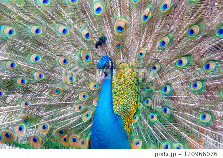 羽を広げたクジャクのクローズアップ 120966076