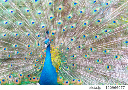 羽を広げたクジャクのクローズアップ 羽を広げたクジャクのクローズアップ 120966077
