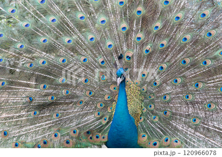 羽を広げたクジャクのクローズアップ 120966078