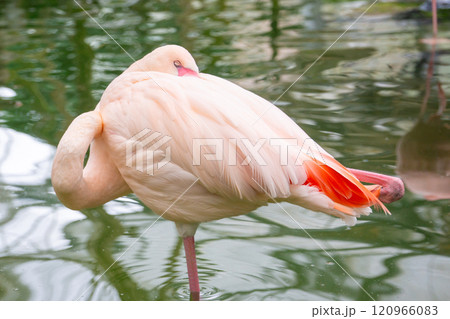 水辺で休むフラミンゴ 水辺で休むフラミンゴ 120966083