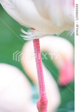 美しいフラミンゴのクローズアップ 120966089