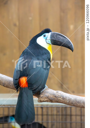 木の上で休むオオハシ 木の上で休むオオハシ 120966096