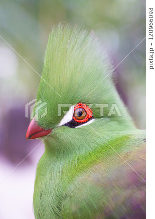 ギニアエボシドリのクローズアップ ギニアエボシドリのクローズアップ 120966098