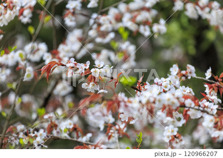 森に咲く赤い葉をつけた山桜 森に咲く赤い葉をつけた山桜 120966207