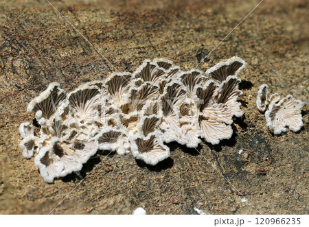 スエヒロタケの裏、古代地中海文明装飾遺跡のようなヒダ柄（屋外自然光マクロ接写） 120966235