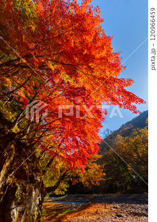 埼玉県秩父市中津川　中津川村キャンプ場近く中津川沿い中津峡の真っ赤に紅葉したモミジ 120966459