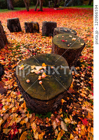 落ち葉の絨毯 120966594