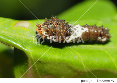 ナミアゲハの幼虫（アゲハ・3～4齢） 120966675