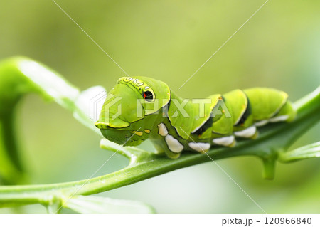 ナミアゲハ（アゲハ）の終齢幼虫 120966840