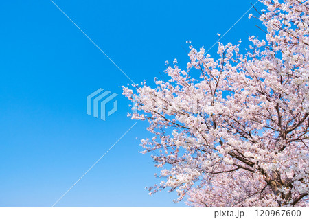 満開の桜と青空 120967600