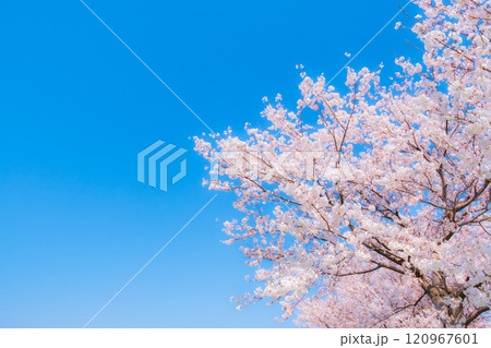 満開の桜と青空（ソフトフォーカス） 120967601
