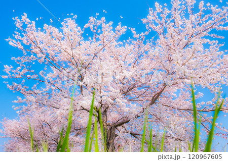 満開の桜(ソフトフォーカス) 満開の桜(ソフトフォーカス) 120967605