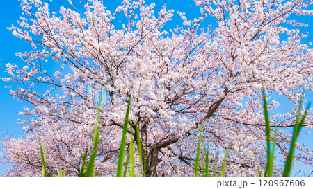 満開の桜 120967606